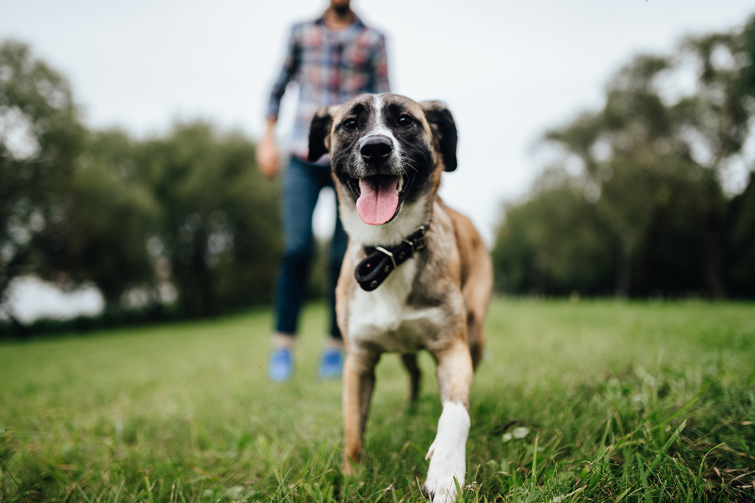 Dog Can Smell stress study